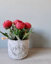 Rose Plant Image