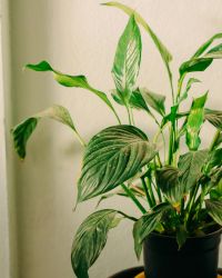 Lily Plant Image