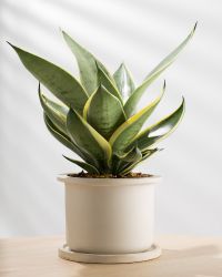 Snake Plant Image