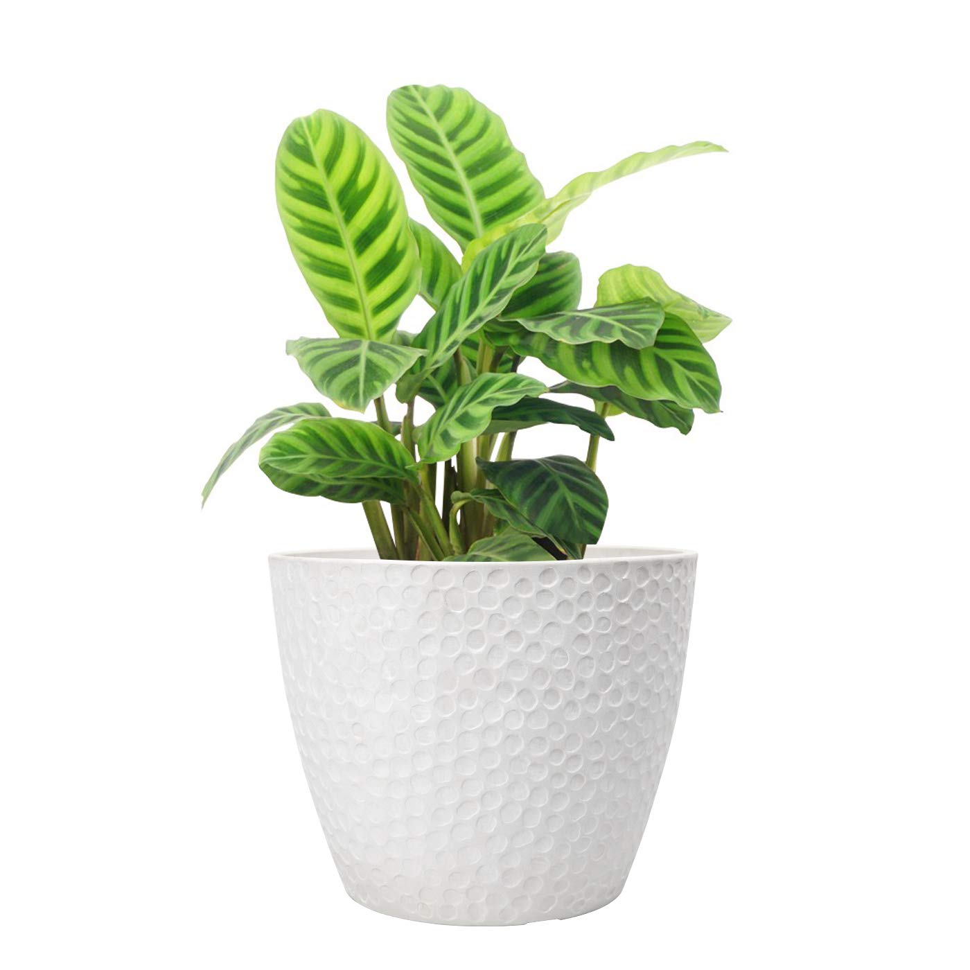 Plant pot Image